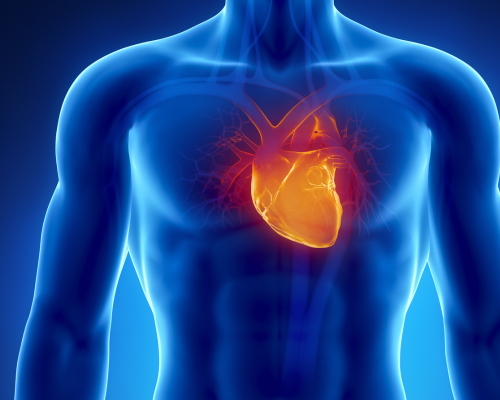 Concept photo showing human heart illuminated in the human body