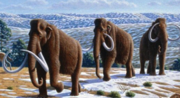 Painting of woolly mammoth