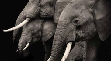 Three elephants in profile against a dark background