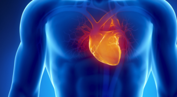 Concept photo showing human heart illuminated in the human body