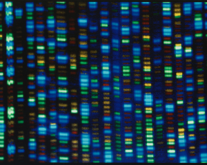 DNA sequencer output closeup of screen