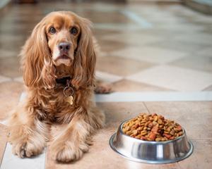 Cocker spaniel sits next to food dish