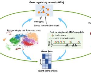 Gene regulatory network diagram courtesy of the MorPhiC Consoritum