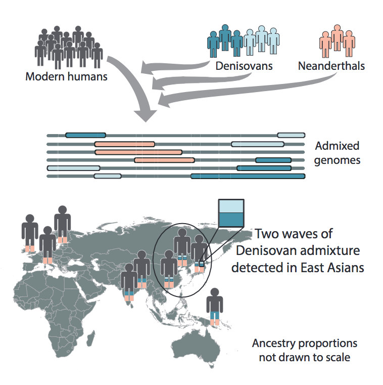 Denisovans admixture regional graph and migration path