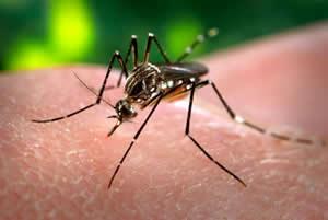 Extreme close-up of hand holding mosquito