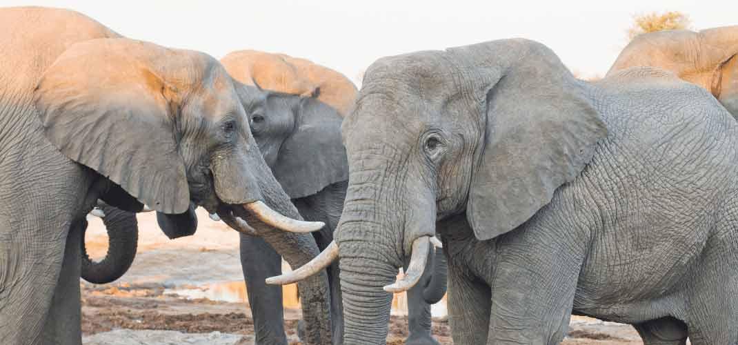 Group of elephants