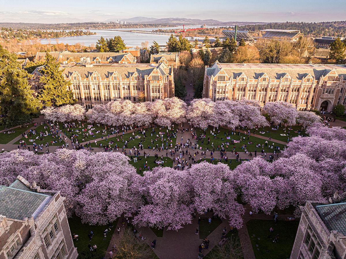 University of Washington aeriel view looking down on cherry trees in Quad