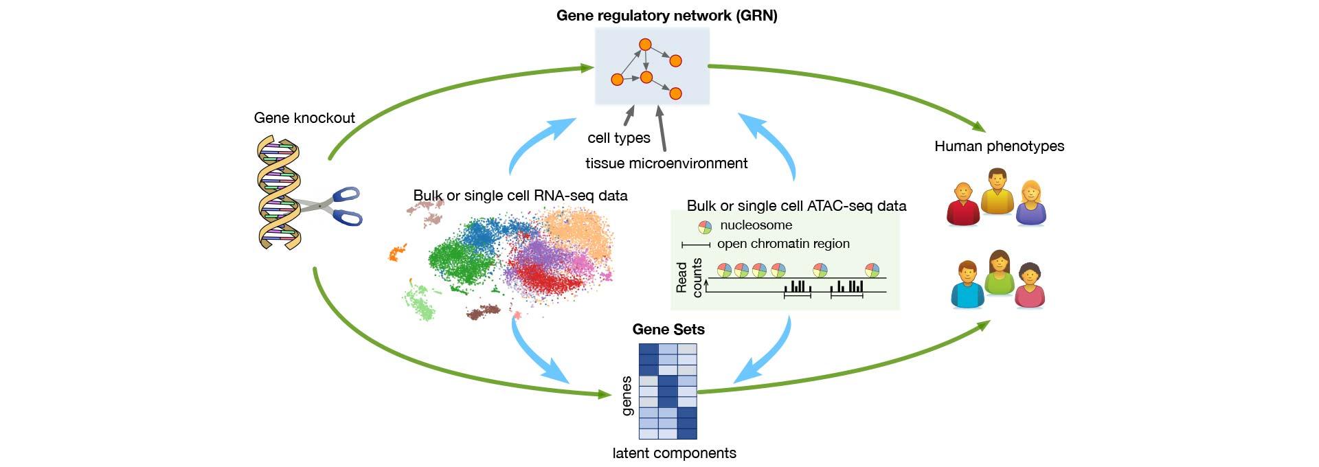 Gene regulatory network diagram courtesy of the MorPhiC Consoritum